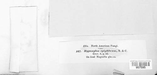Hypomontagnella monticulosa image